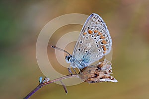 Common Blue butterflyPolyommatus icarus