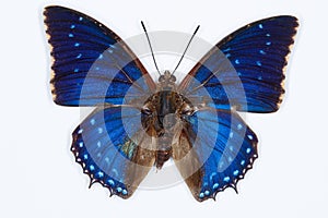 Common blue charaxes butterfly, isolated on white