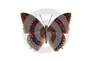 common blue charaxes (charaxes tiridates) isolated on white background