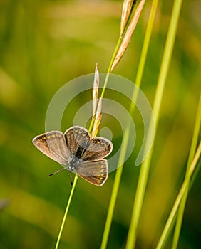 Common blue on a culm