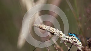 Common blue damselflies, Enallagma cyathigerum, reproducing, copulating on a blade of grass, scotland, july.