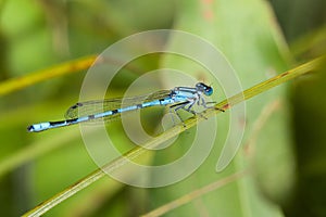 Common Blue Damselfly