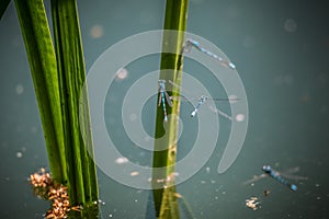 Common Blue Damselfly