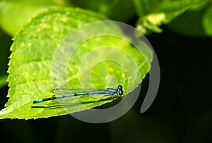 Common Blue Damselfly aka Enallagma cyathigerum on leaf with copyspace. photo