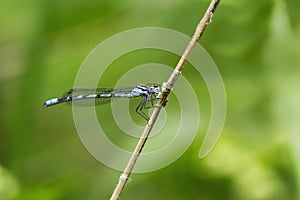 common blue damselfly, common bluet, or northern bluet (Enallagma cyathigerum) male on a stick.