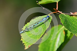 Common blue damselfly, common bluet, or northern bluet (Enallagma cyathigerum) resting on a leaf
