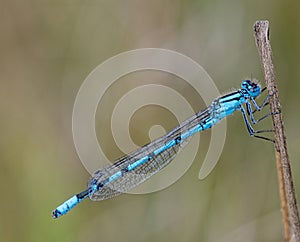 Common Blue Damselfly Enallagma cyathigerum