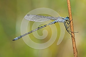 Common Blue Damselfly, Enallagma cyathigerum