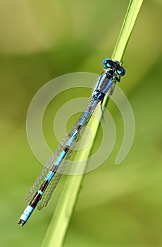 The Common Blue Damselfly, Enallagma cyathigerum.