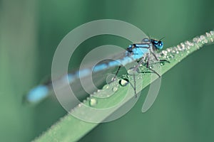 The Common Blue Damselfly, Enallagma cyathigerum