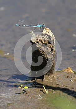 Common Blue Damselfly Enallagma cyathigerum