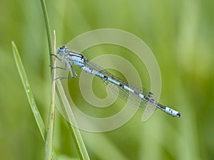 Common blue damselfly, Enallagma cyathigerum