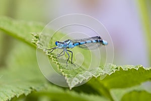 Common Blue Damselfly Enallagma cyathigerum male on a green le