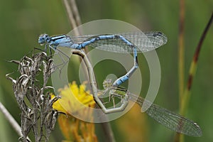 Common Blue Damselfly