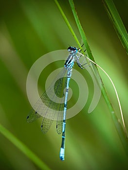 Common Blue Damselfly, Enallagma cyathigerum, on stem in front of blurry natural pond background. photo