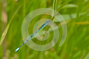 Common blue damselfly - Enallagma cymathigerum