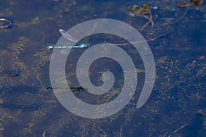 A Common Blue Damselfly hovers with it`s reflection in the water