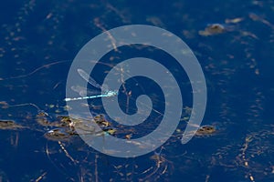 A Common Blue Damselfly hovers with it`s reflection in the water