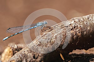 Common Blue Damselfly - macro