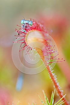 Common blue damselfy trapped by sundew