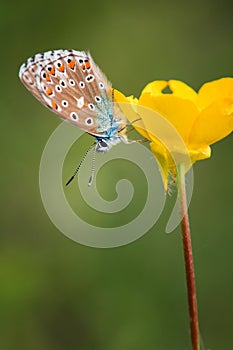 Common Blue female (Polyommatus icarus)