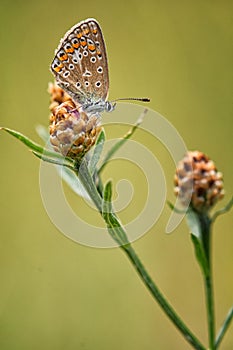 Common Blue female (Polyommatus icarus)