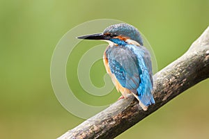 Common Blue Kingfisher Bird