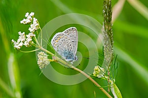 Common blue lands on grass