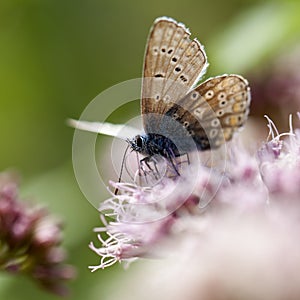 Common Blue - Lycaenidae