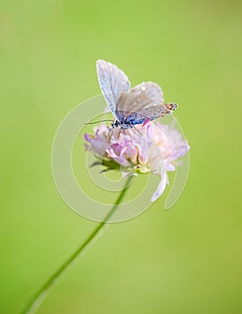 Common Blue male Polyommatus icarus