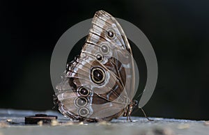 Common blue morpho butterfly