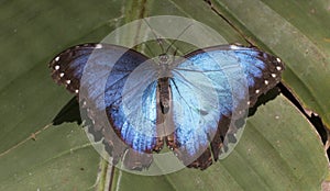 Common blue morpho butterfly