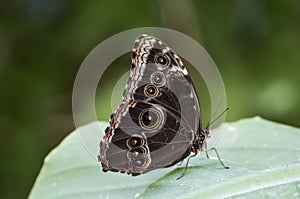 Common blue morpho butterfly