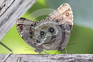 Common blue morpho butterfly