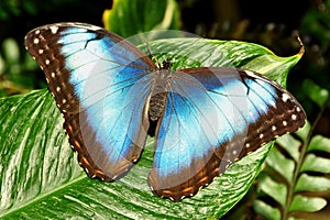 Common Blue Morpho Butterfly