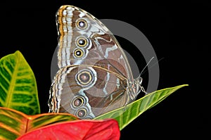 Common Blue Morpho Butterfly