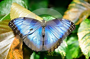 Common Blue Morpho Butterfly