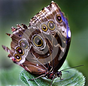 Common Blue Morpho Butterfly