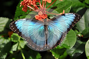Common Blue Morpho Butterfly,aka,Morpho peleides