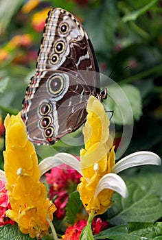 Common blue morpho butterfly on Lollipop plant or Golden Candle