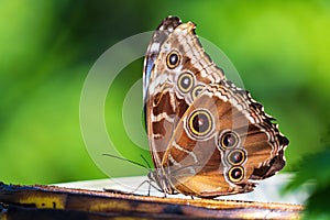 Common blue morpho butterfly Morpho helenor, ventral wings photo