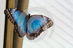 Common blue morpho butterfly Morpho peleides.