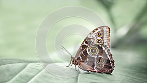 The Common Blue Morpho ( Morpho Helenor ) photo