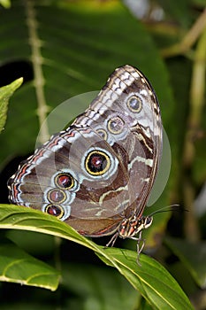 Common blue morpho, morpho peleides photo