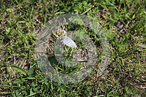 Common blue owl butterfly in the grass, on the meadow