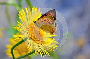 Common Blue Polyomathus icarus butterfly