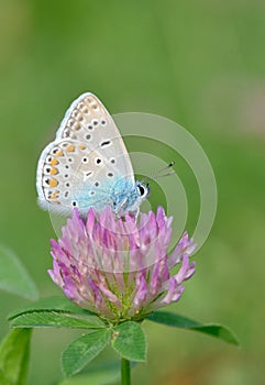 Common Blue Polyomathus icarus butterfly