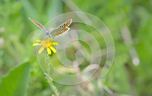 Common Blue Polyomathus icarus butterfly