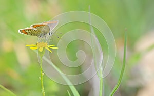 Common Blue Polyomathus icarus butterfly