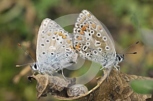 Common Blue - Polyommatus icarus